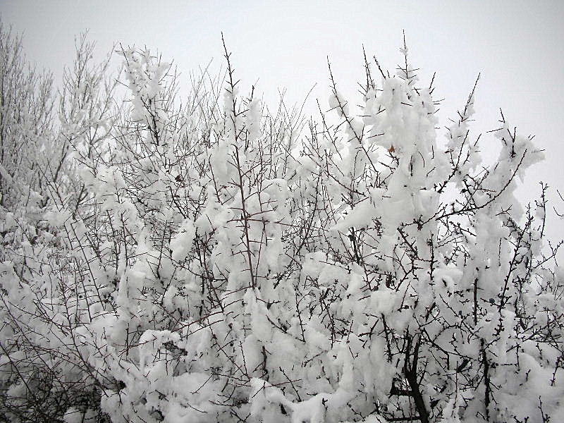 Panorami innevati